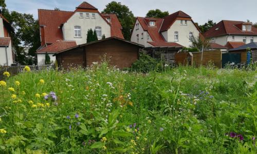 Rückansicht mit Blumenwiese